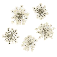 Ozdoba Do Paznokci Suszone Kwiatki - Białe 